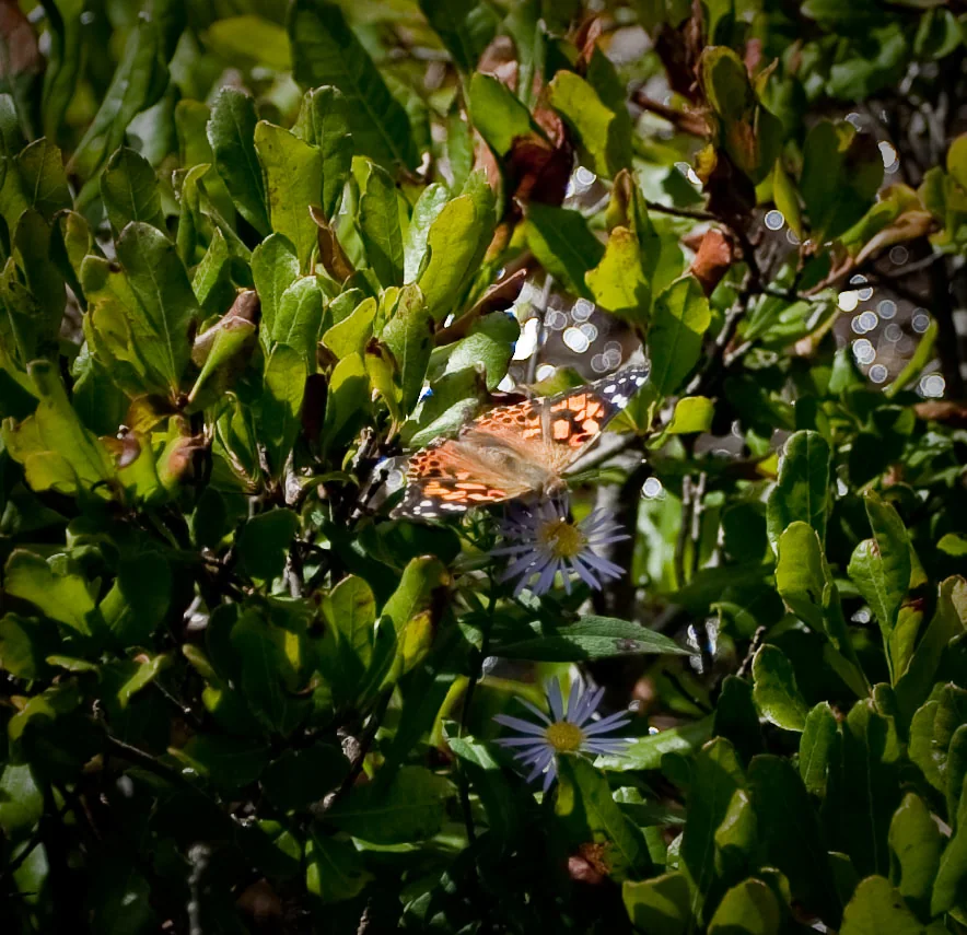 Butterfly, Ocean Path trail