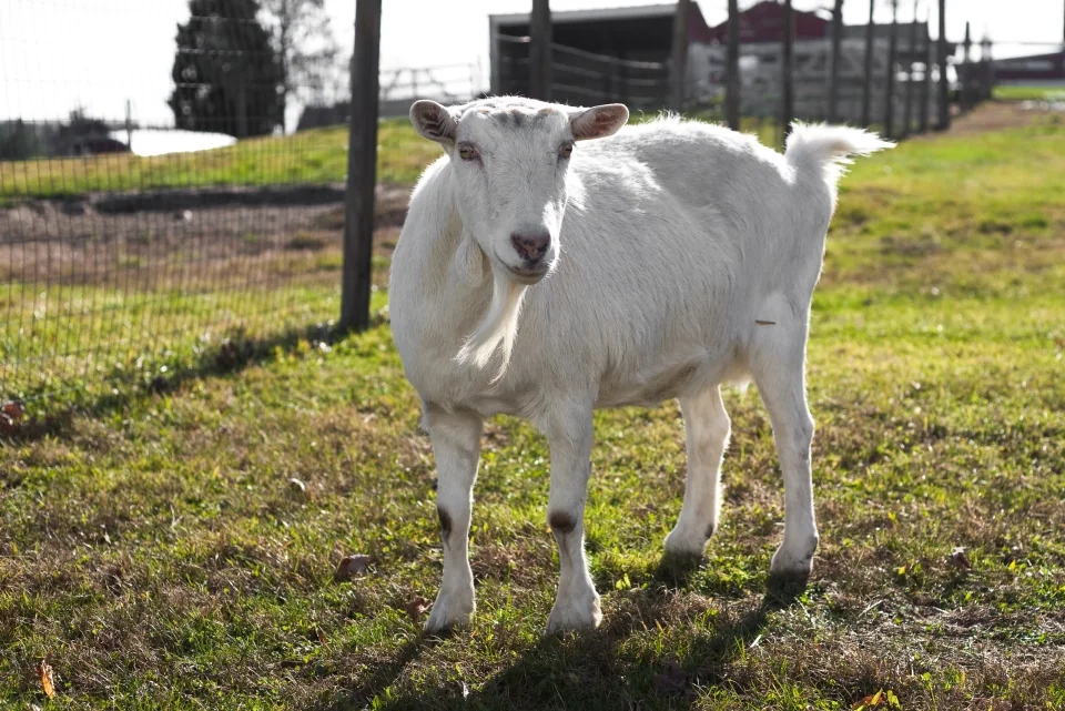 Goat