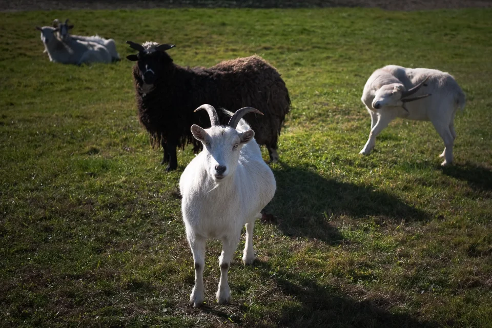 Goats