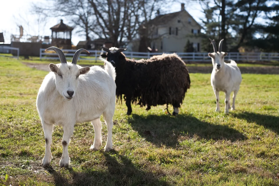 Goats