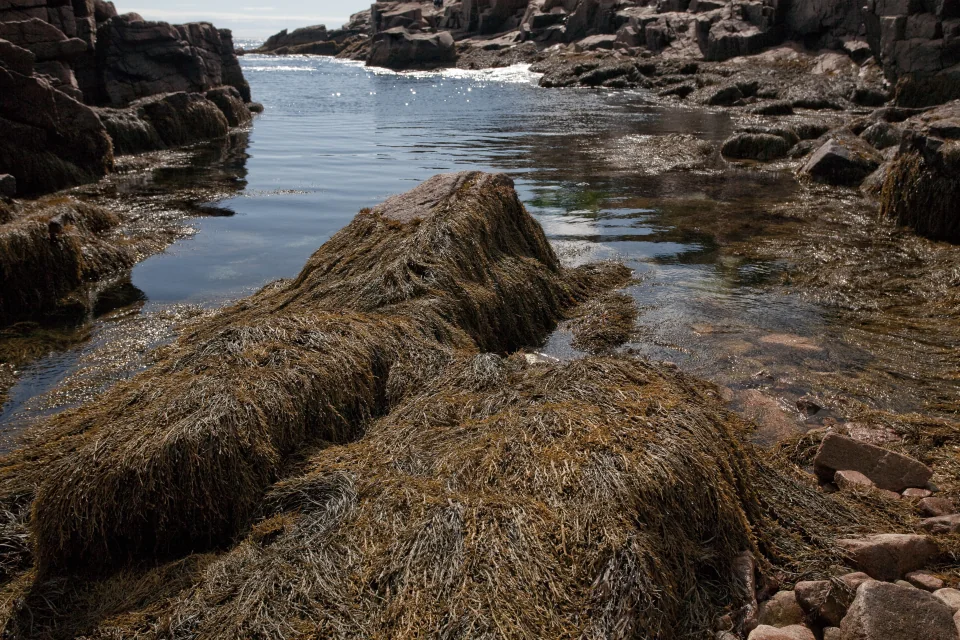 Ocean Path trail