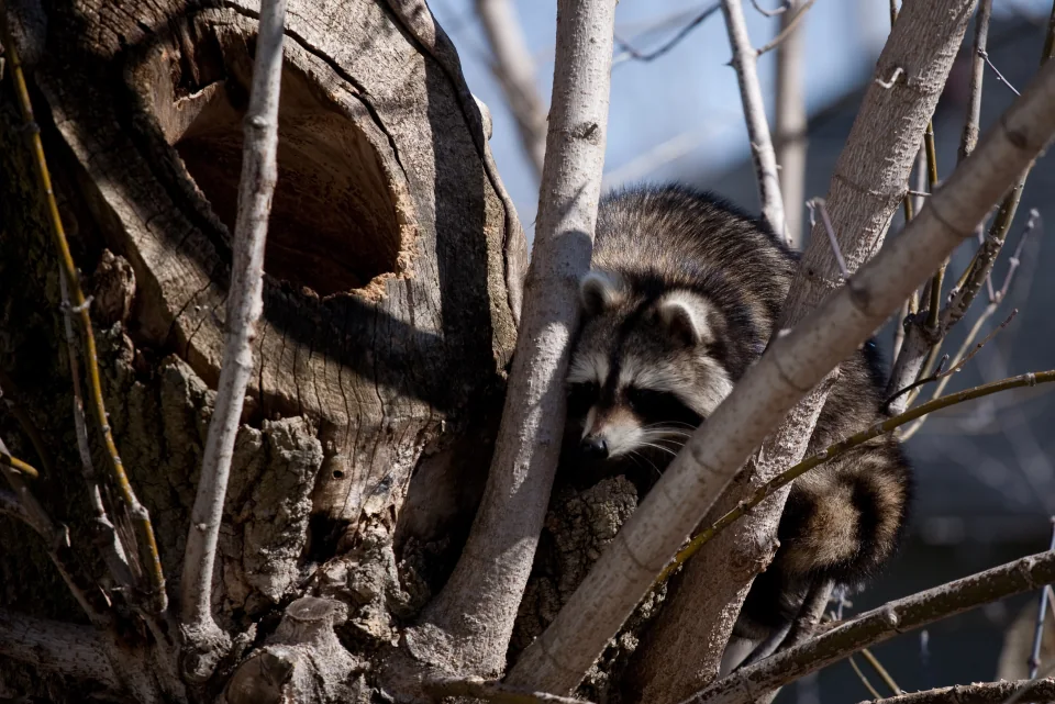 Raccoon