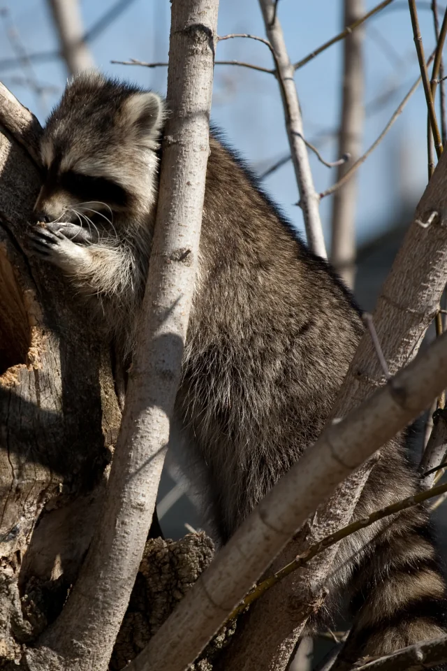 Raccoon