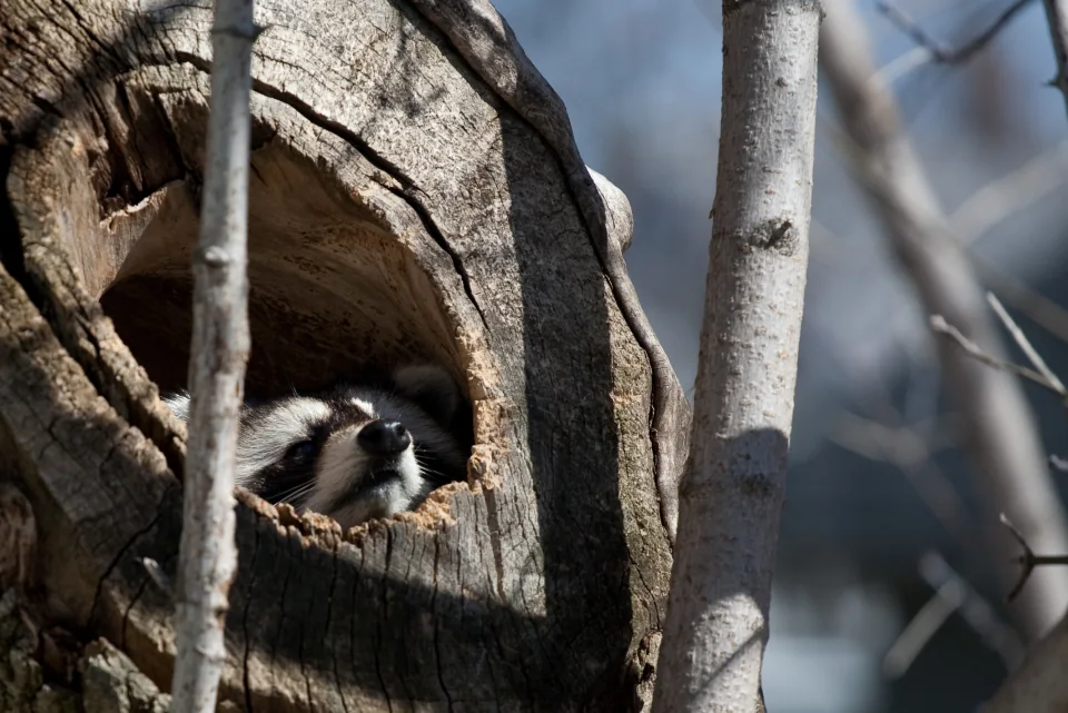 Raccoon