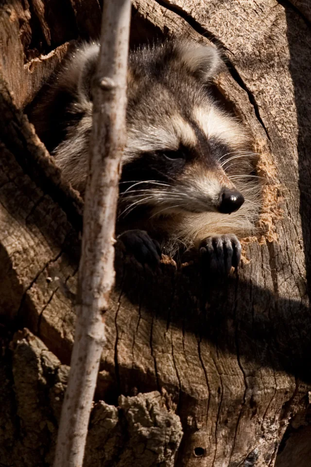 Raccoon