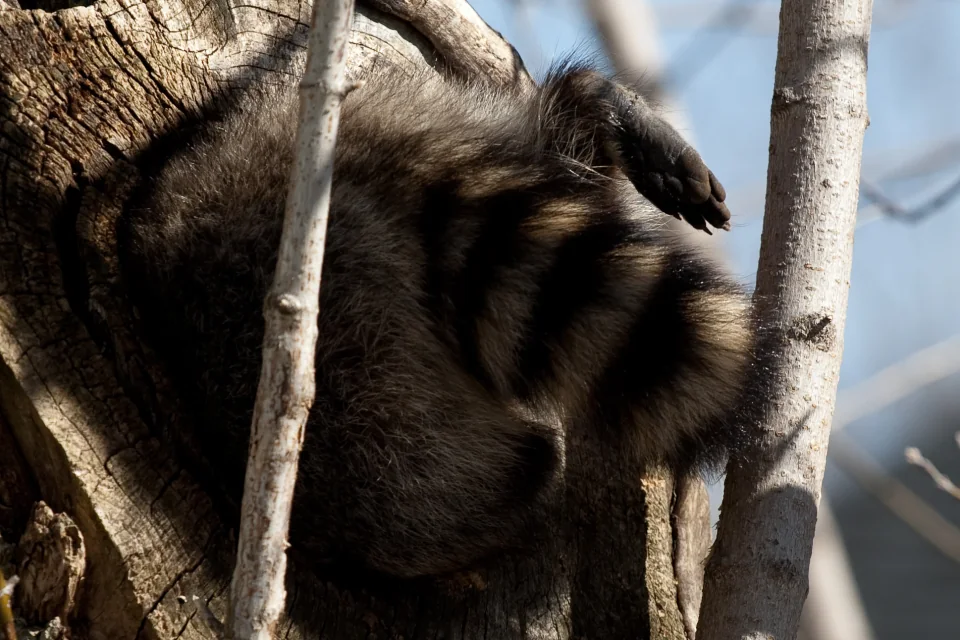 Raccoon