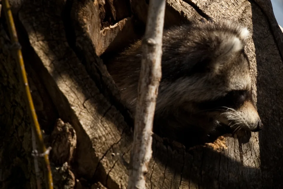 Raccoon