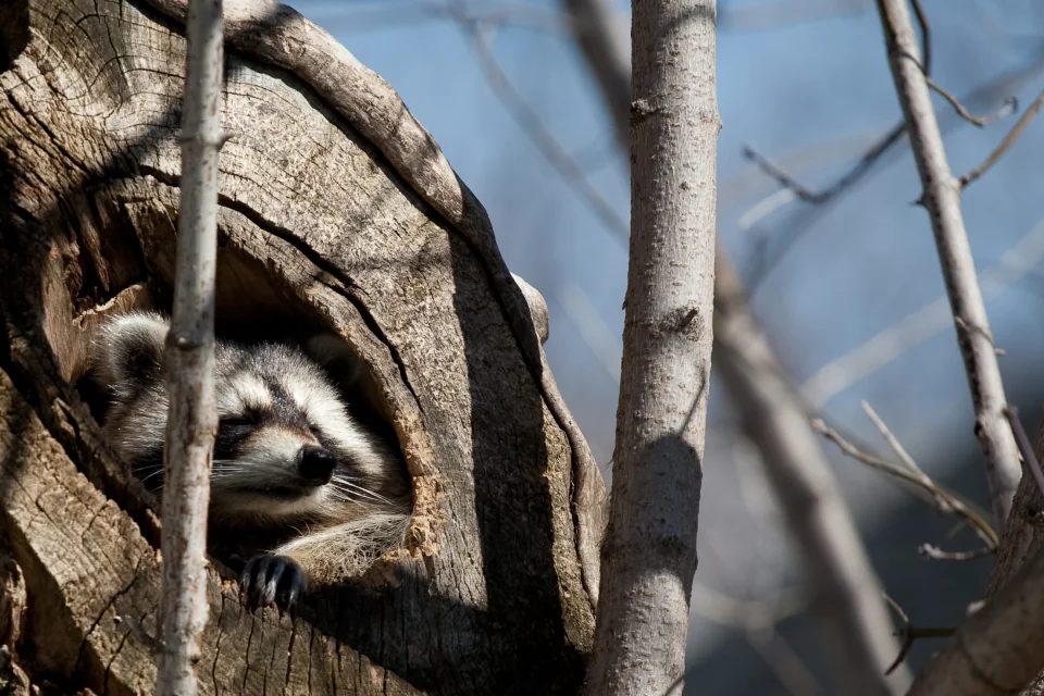 Raccoon