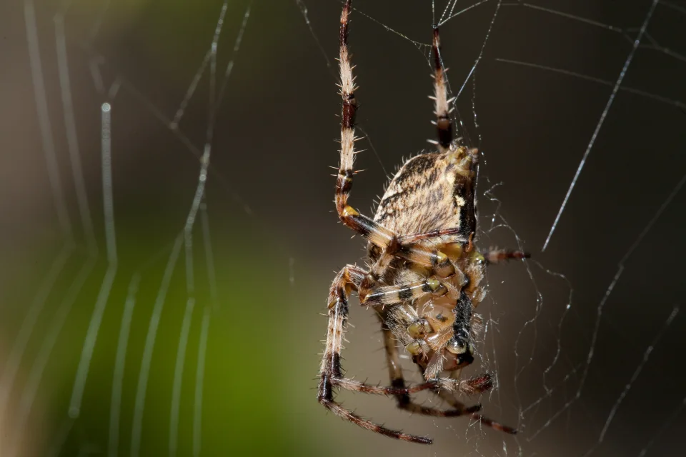 Spider