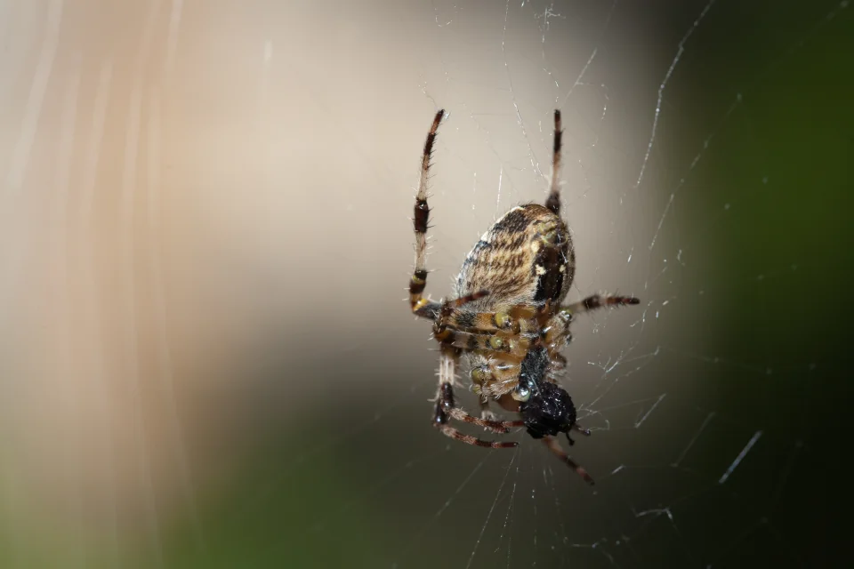 Spider