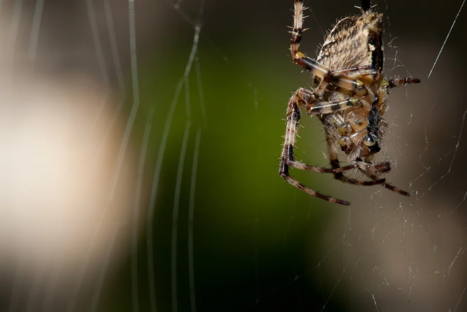 Spider