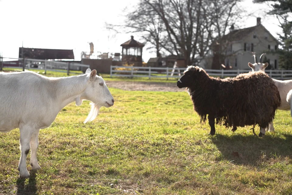 The goat who stared at goats