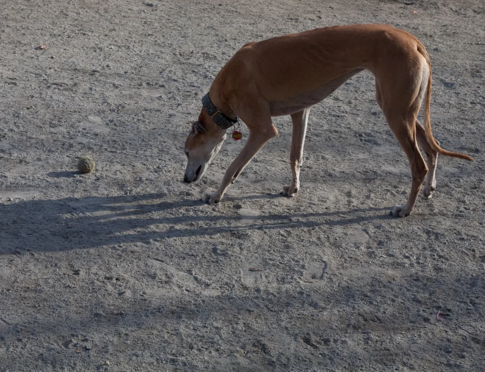 Vision at the dog park