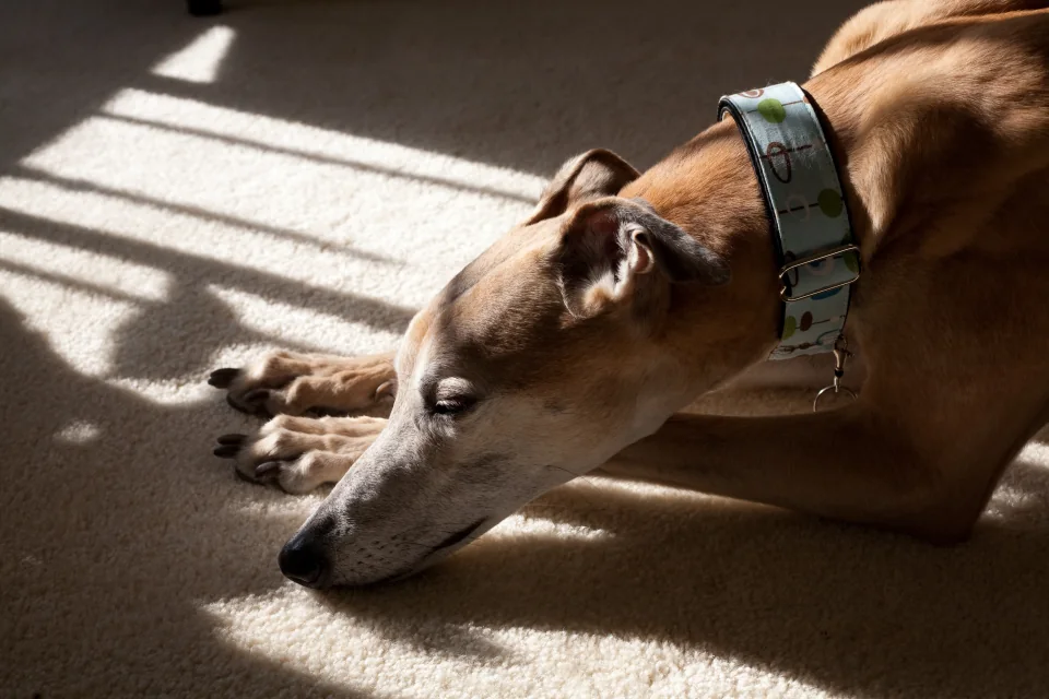 Vision in a sunbeam