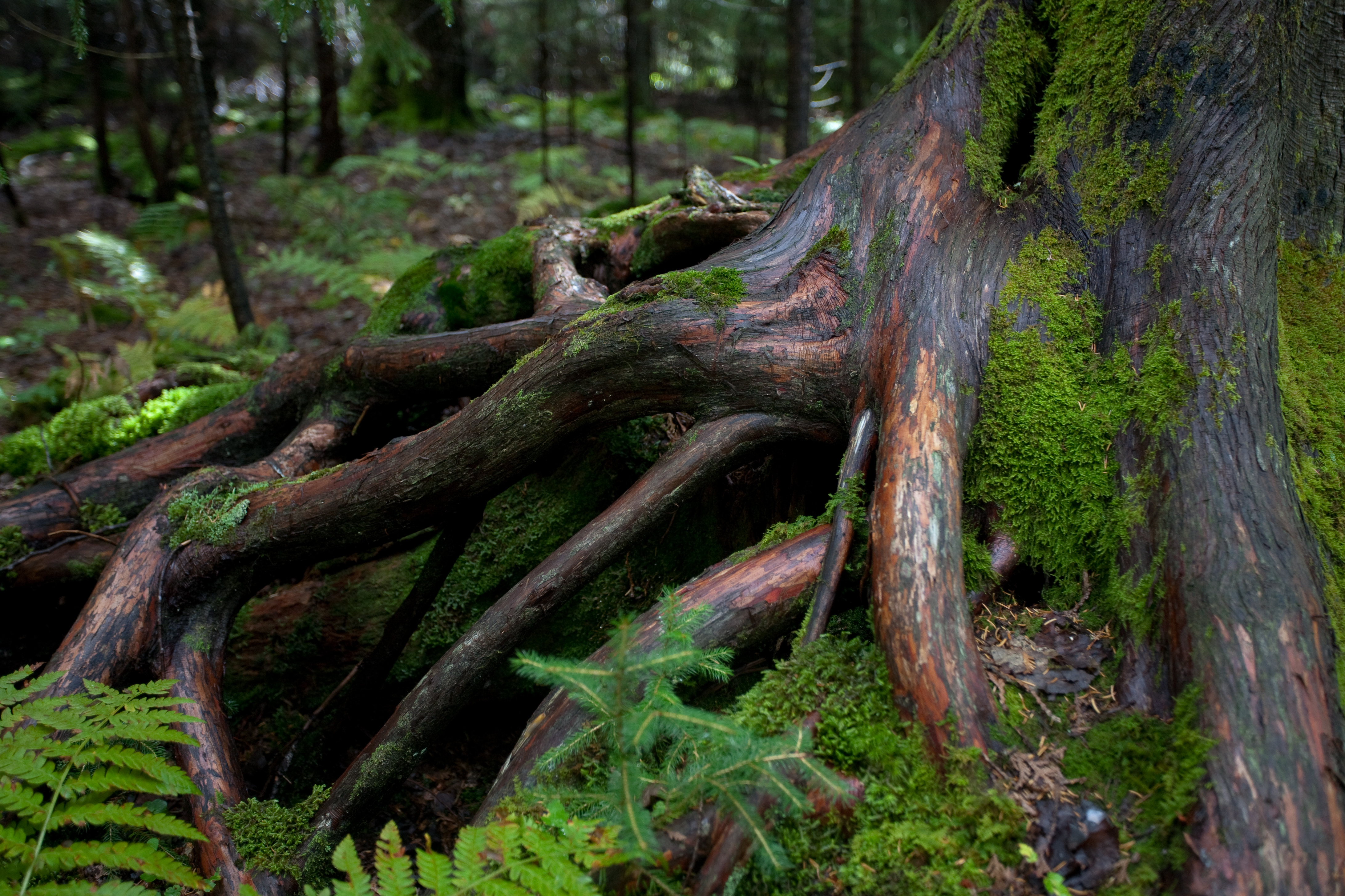 Tree roots