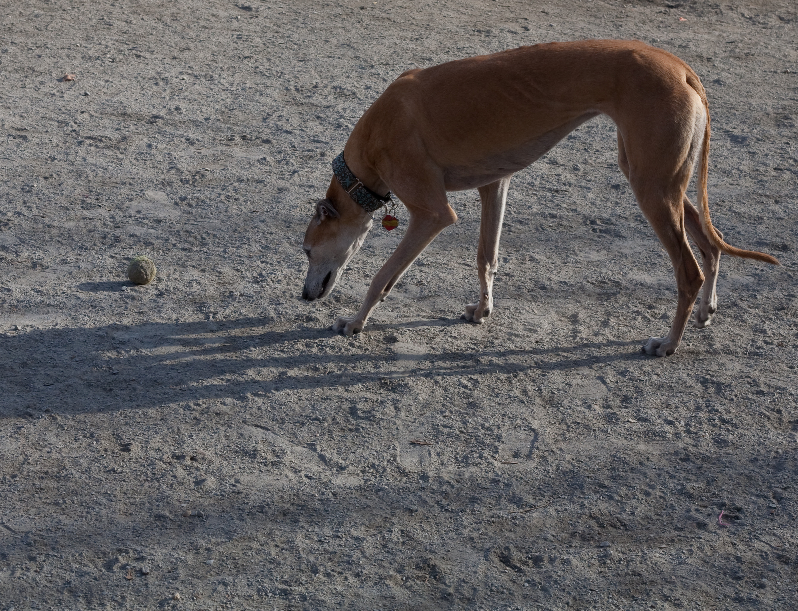 Vision at the dog park