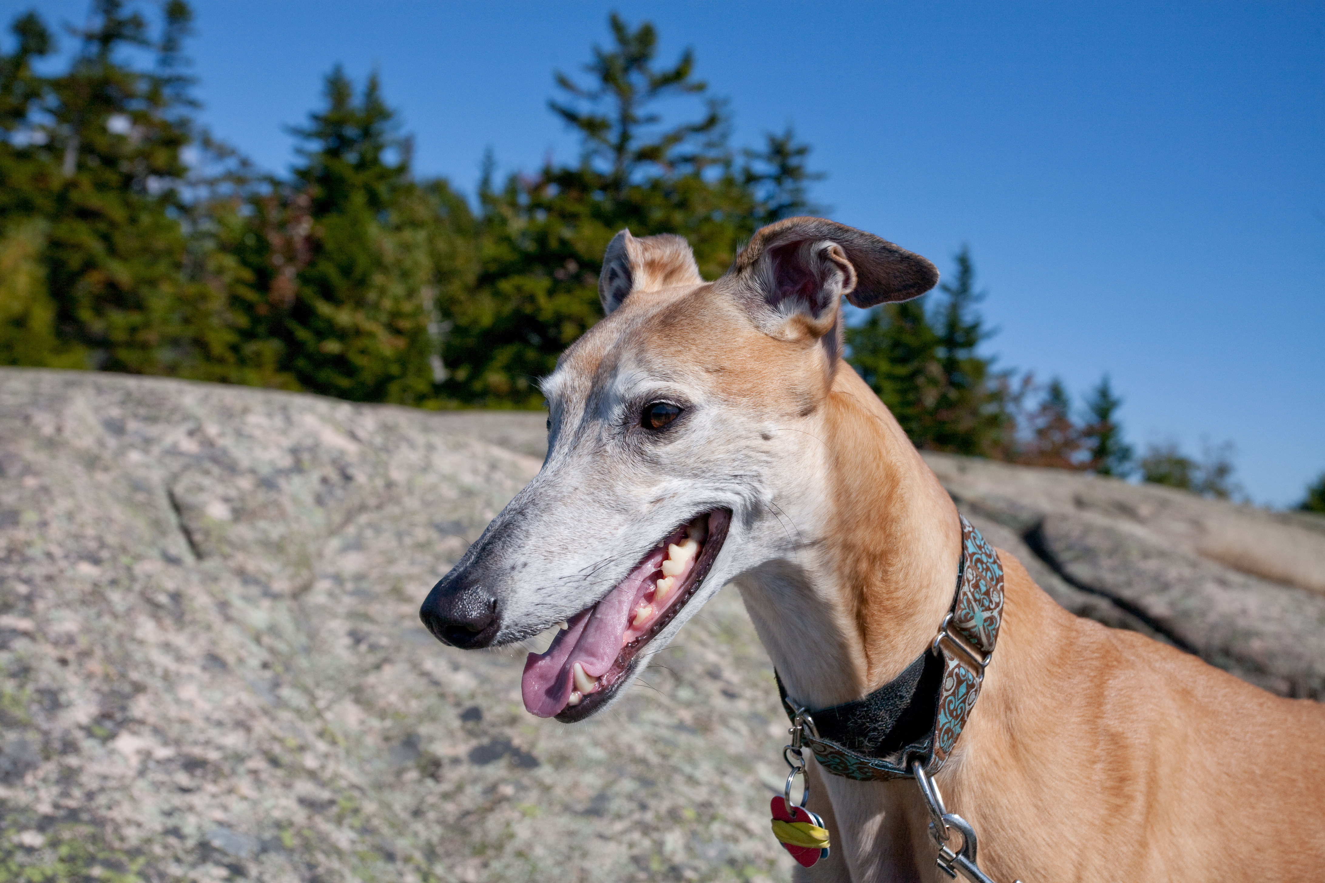 Vision on Gorham Mountain