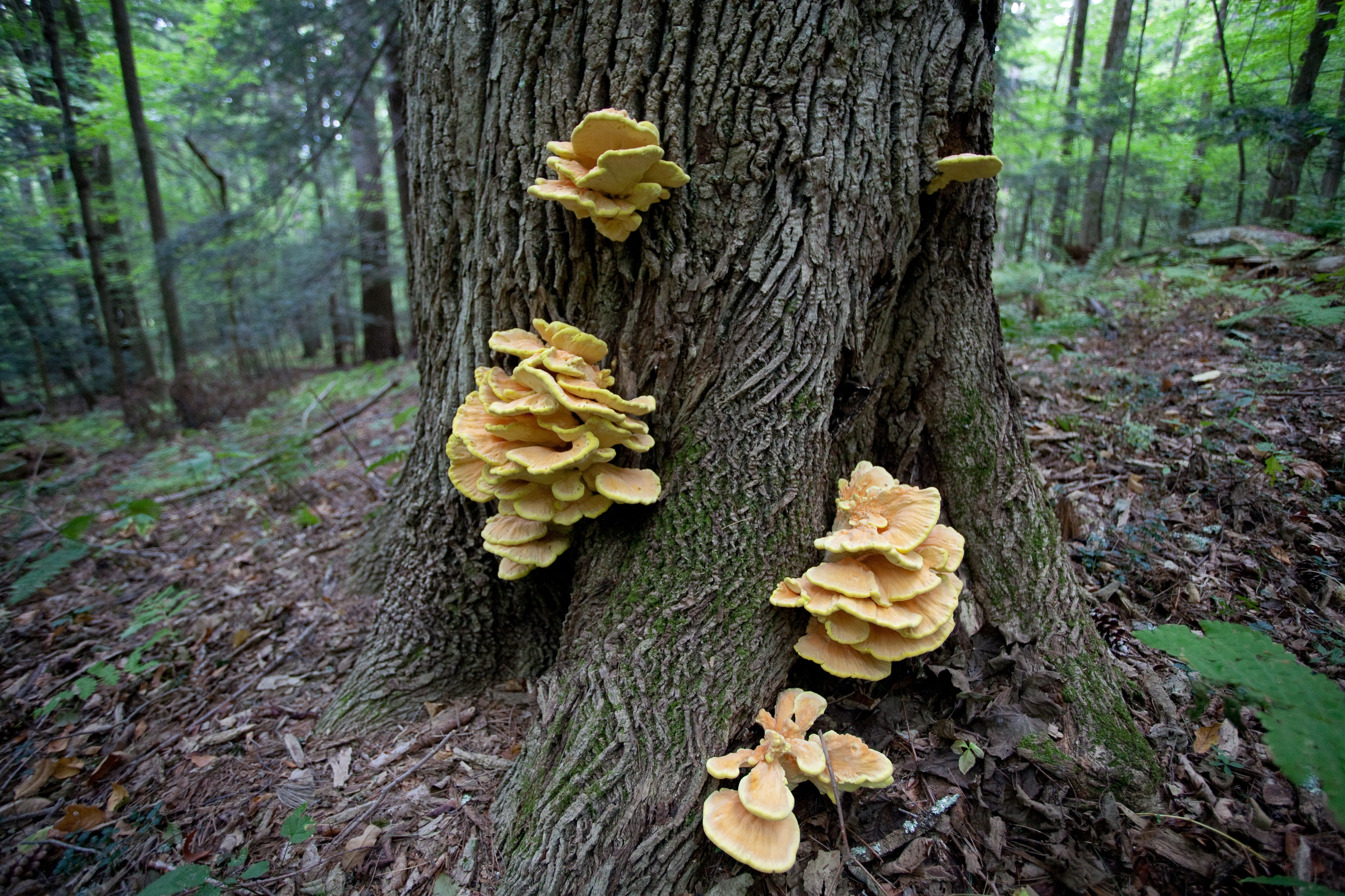 Chicken-of-the-woods