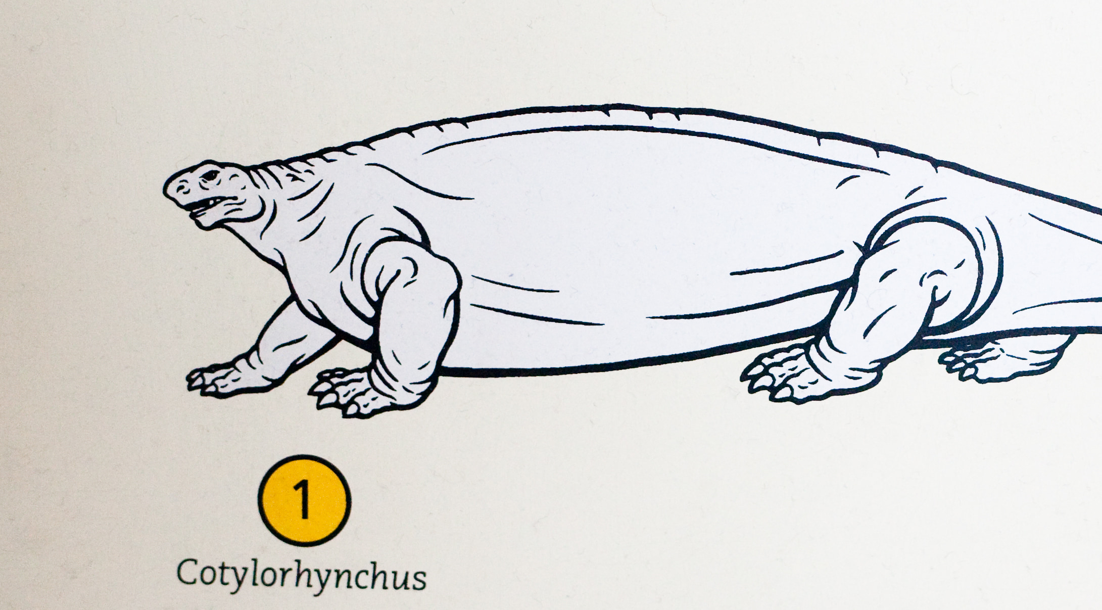 Cotylorhynchus means "creepy tiny head"
