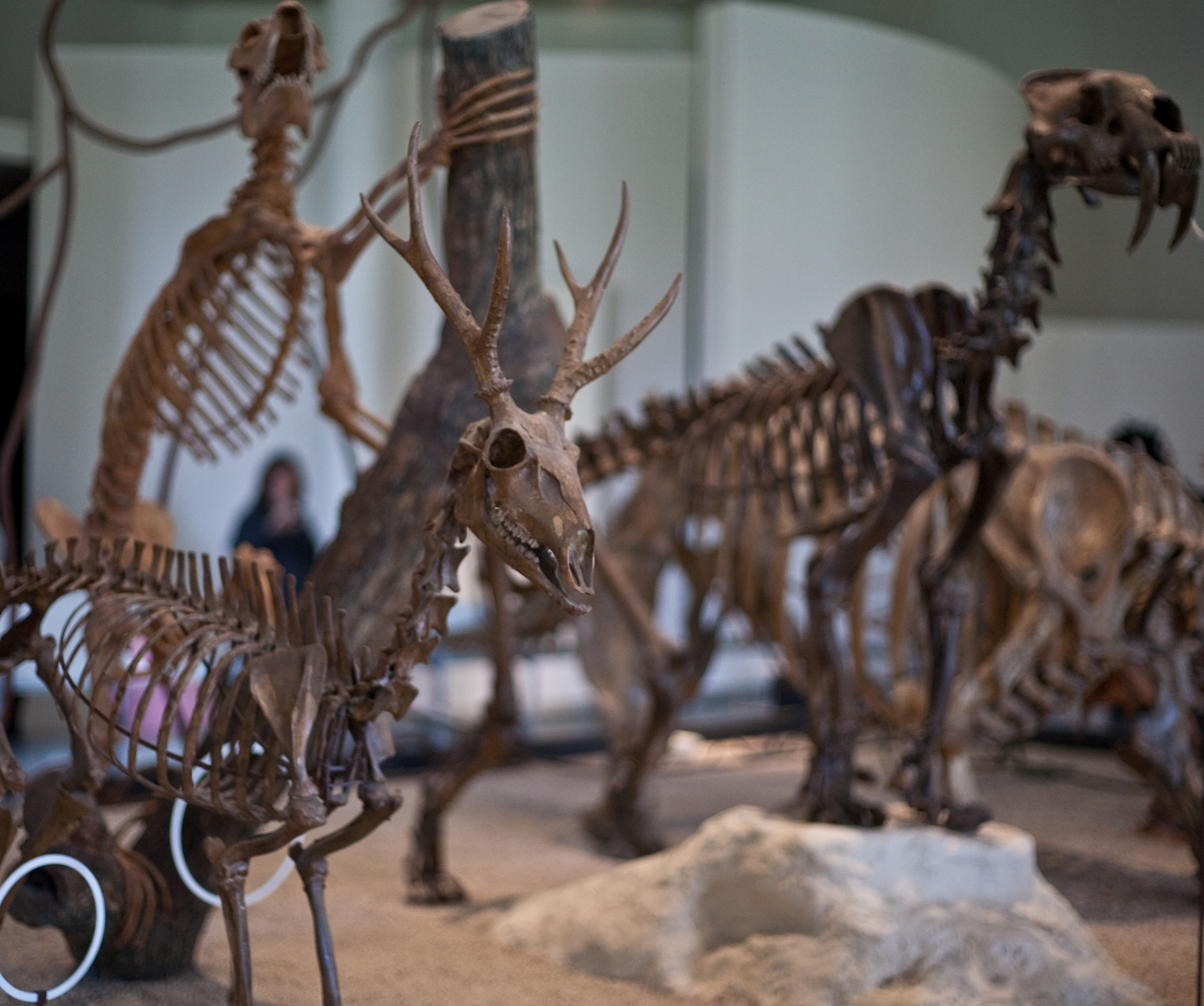 Fossil mammals