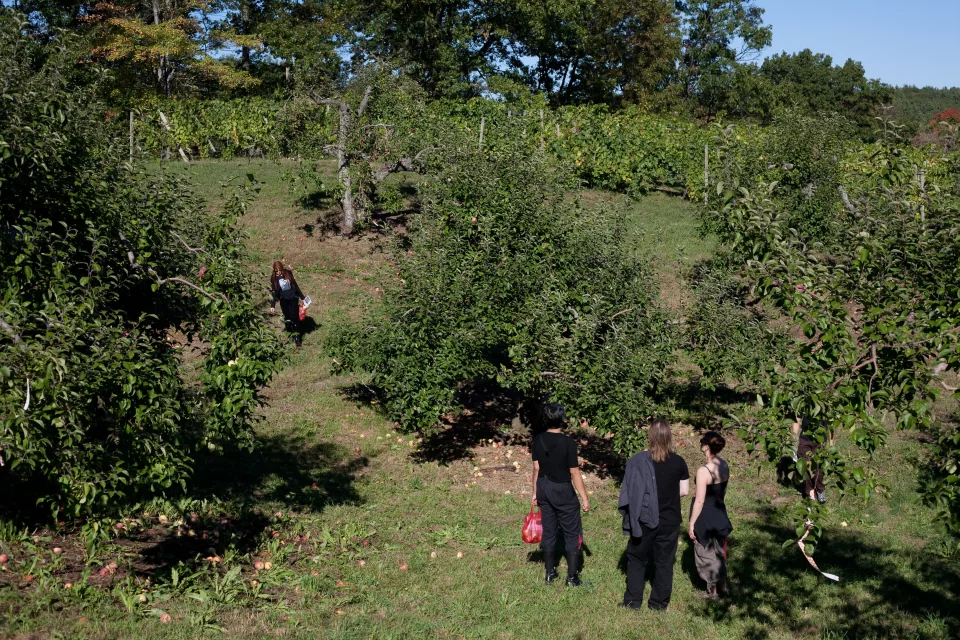 Apple-picking at Nashoba Valley