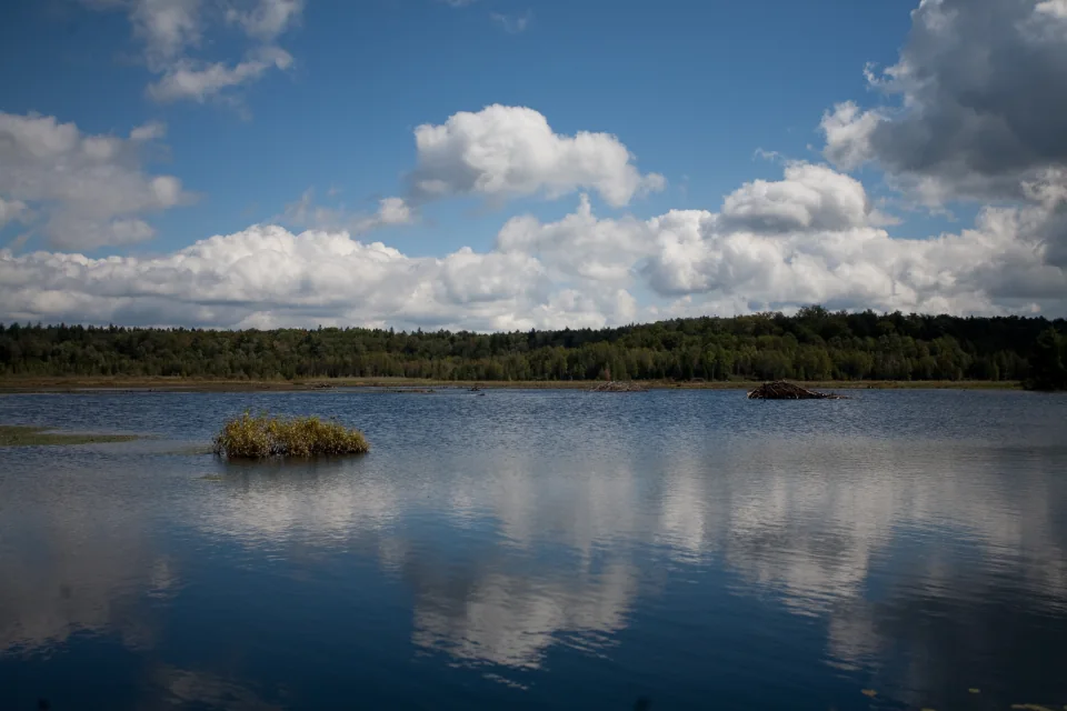 Beaver dams