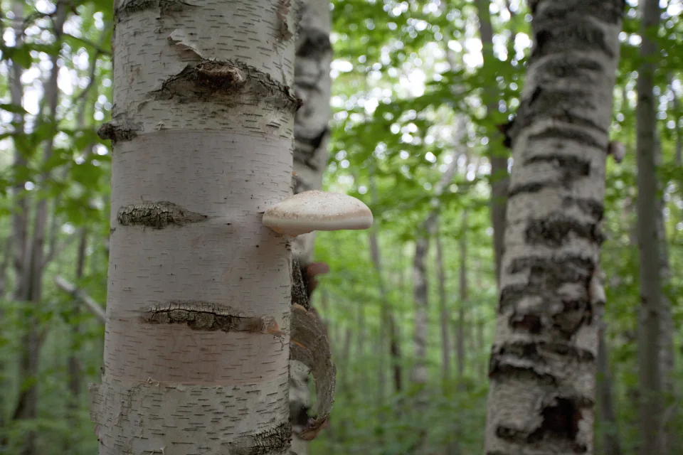 Birch