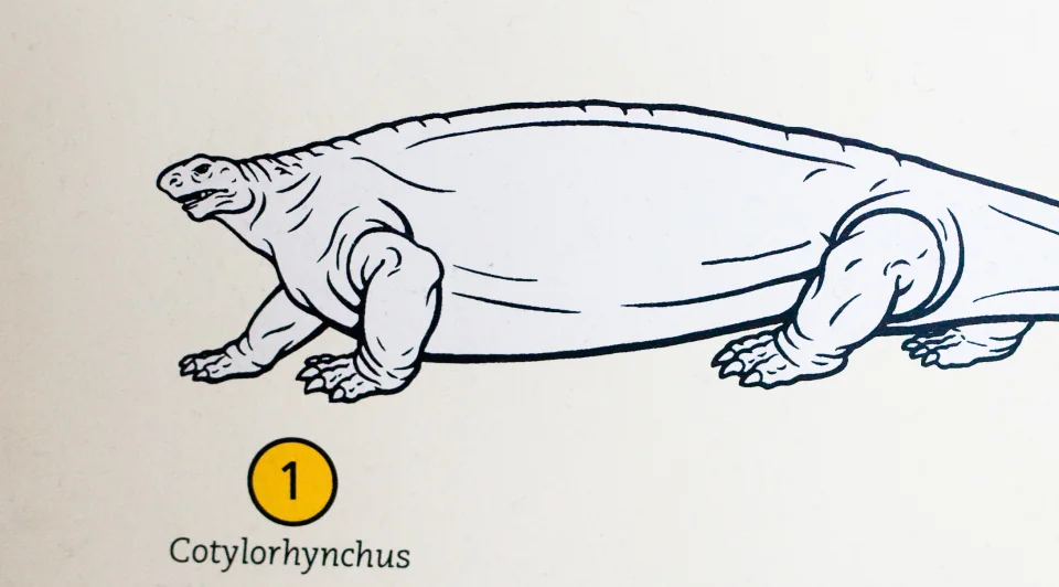 Cotylorhynchus means "creepy tiny head"
