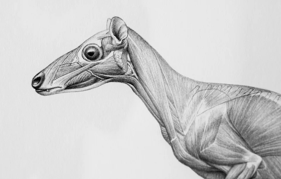 Marsupial