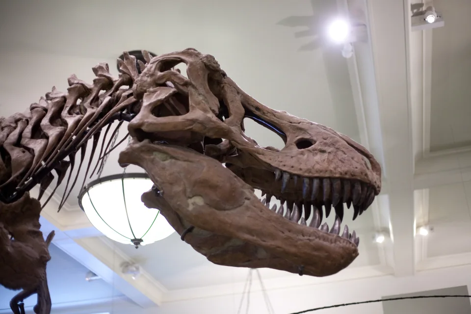 T-rex