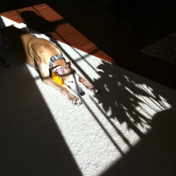 Vision in sunbeam