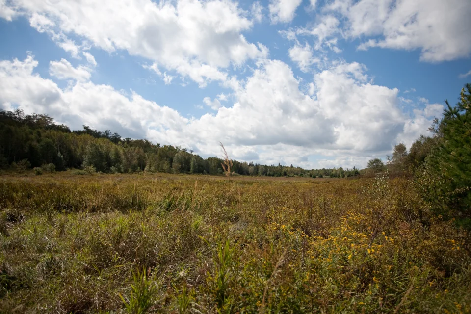 Washington Mountain Meadow Trail