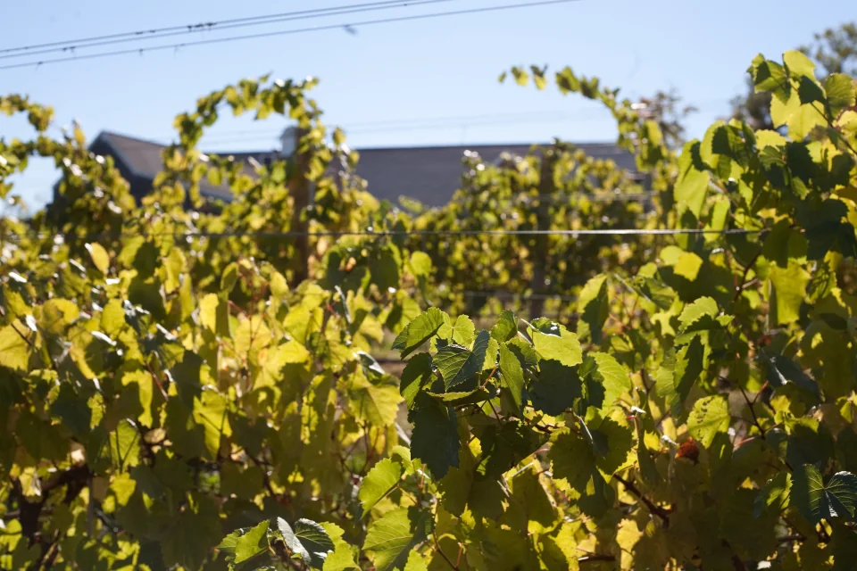 Winery at Nashoba Valley