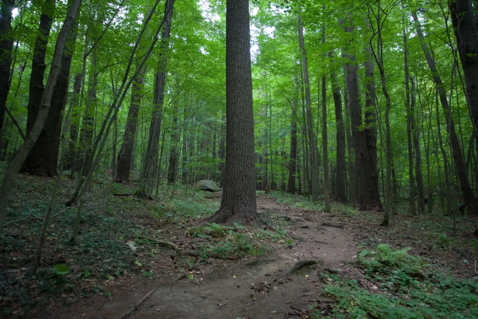 Woods