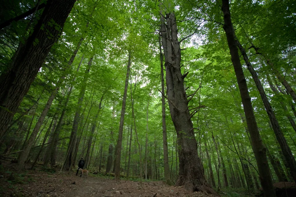 Woods