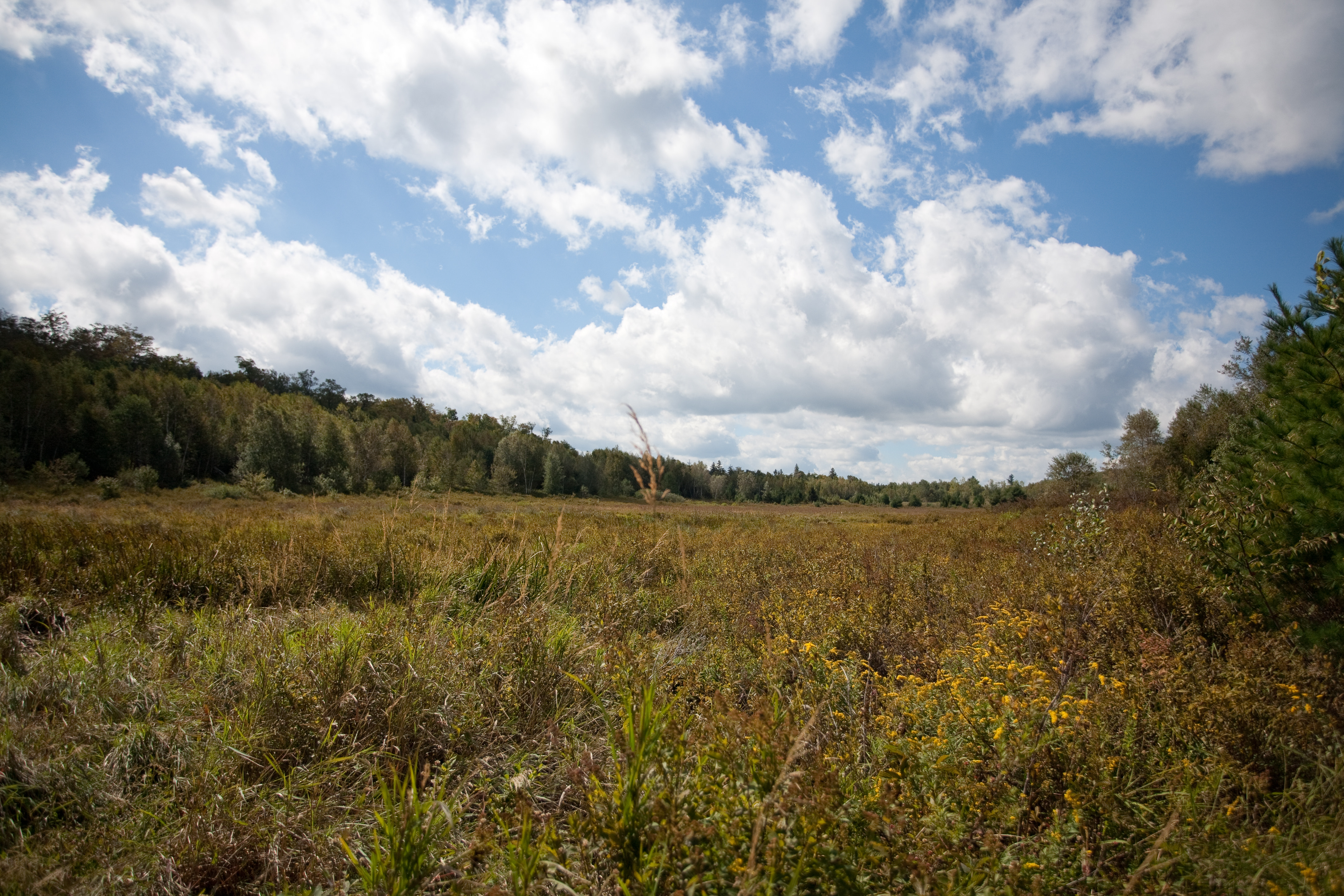 Washington Mountain Meadow Trail