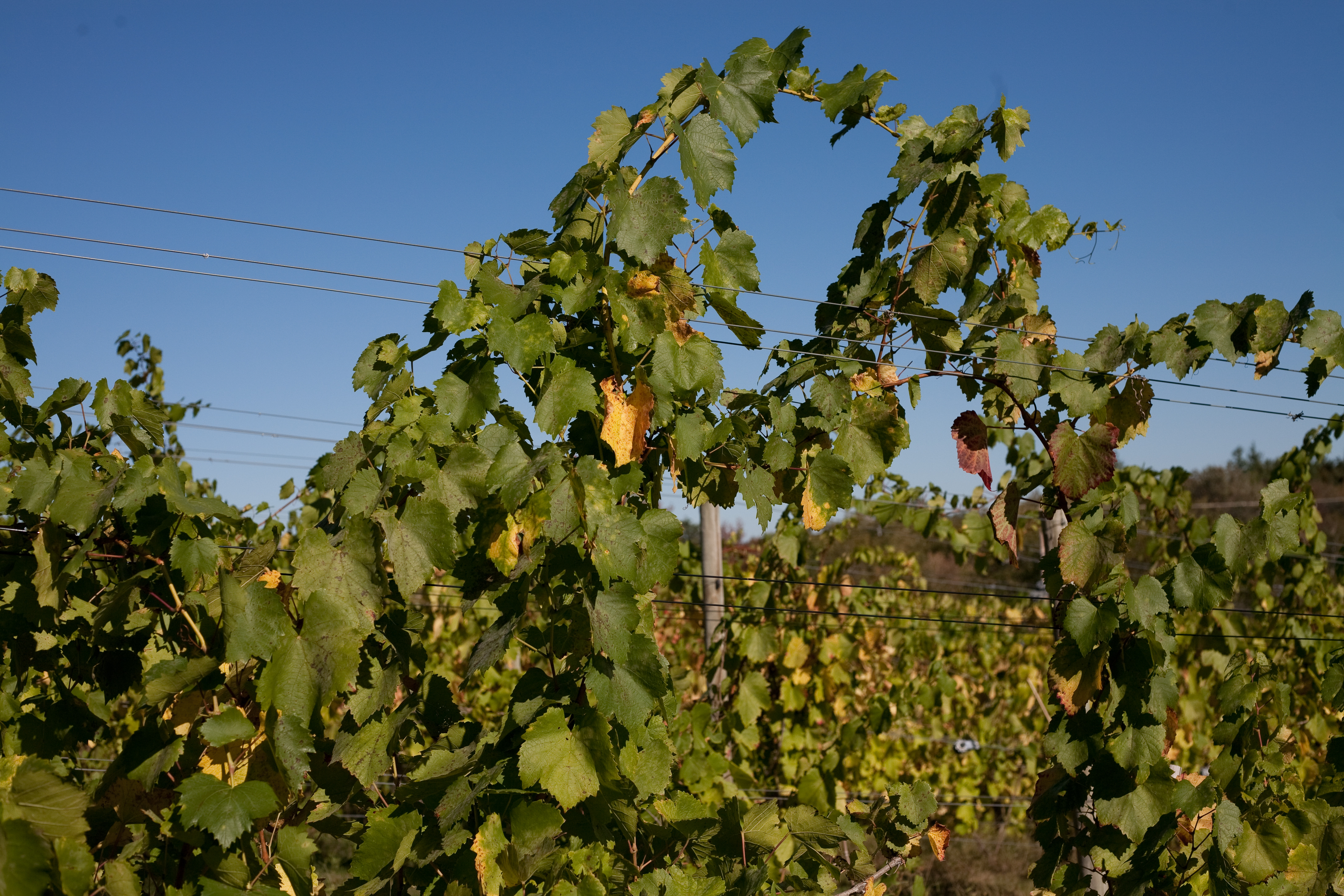 Winery at Nashoba Valley