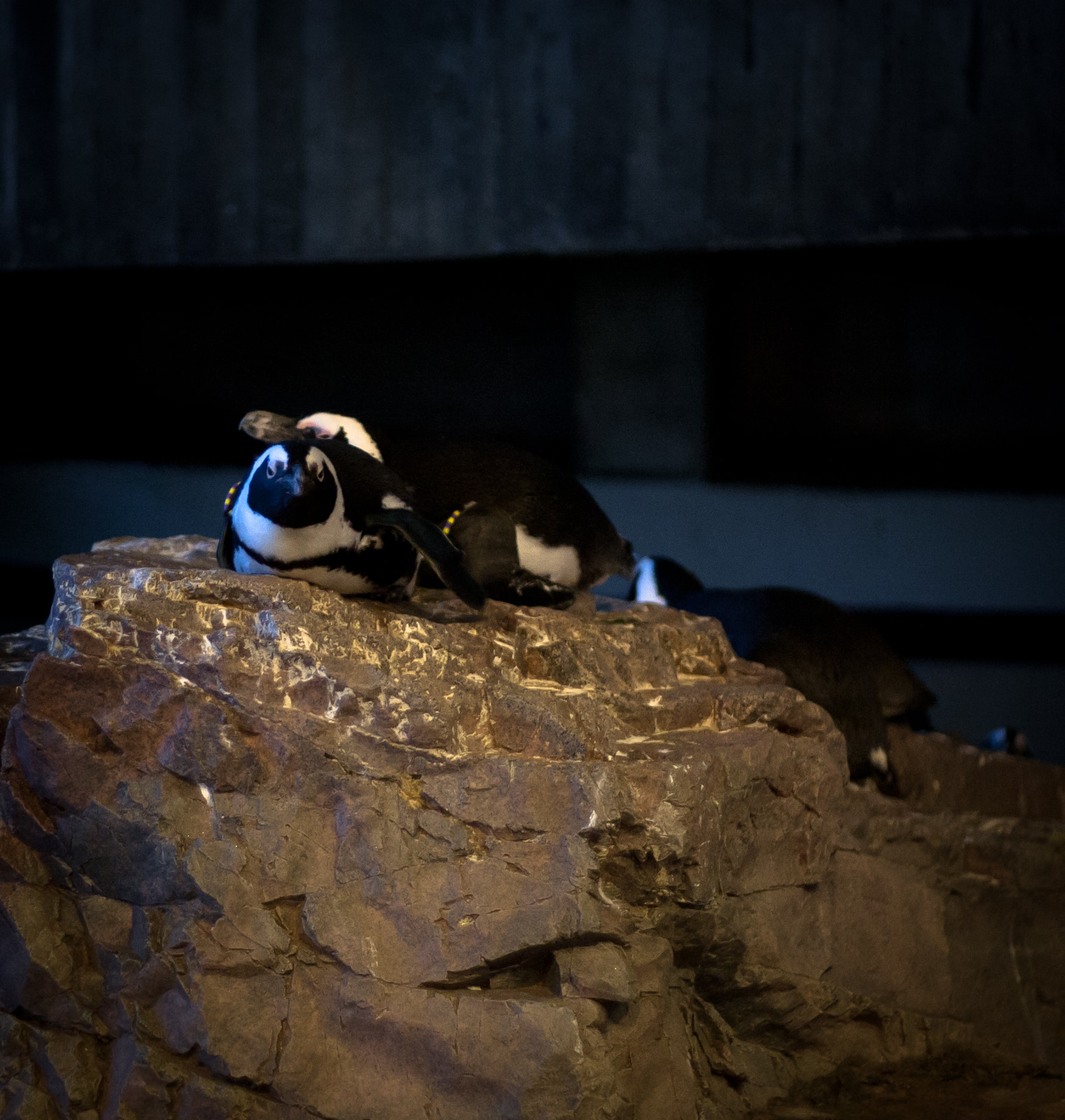 African penguins