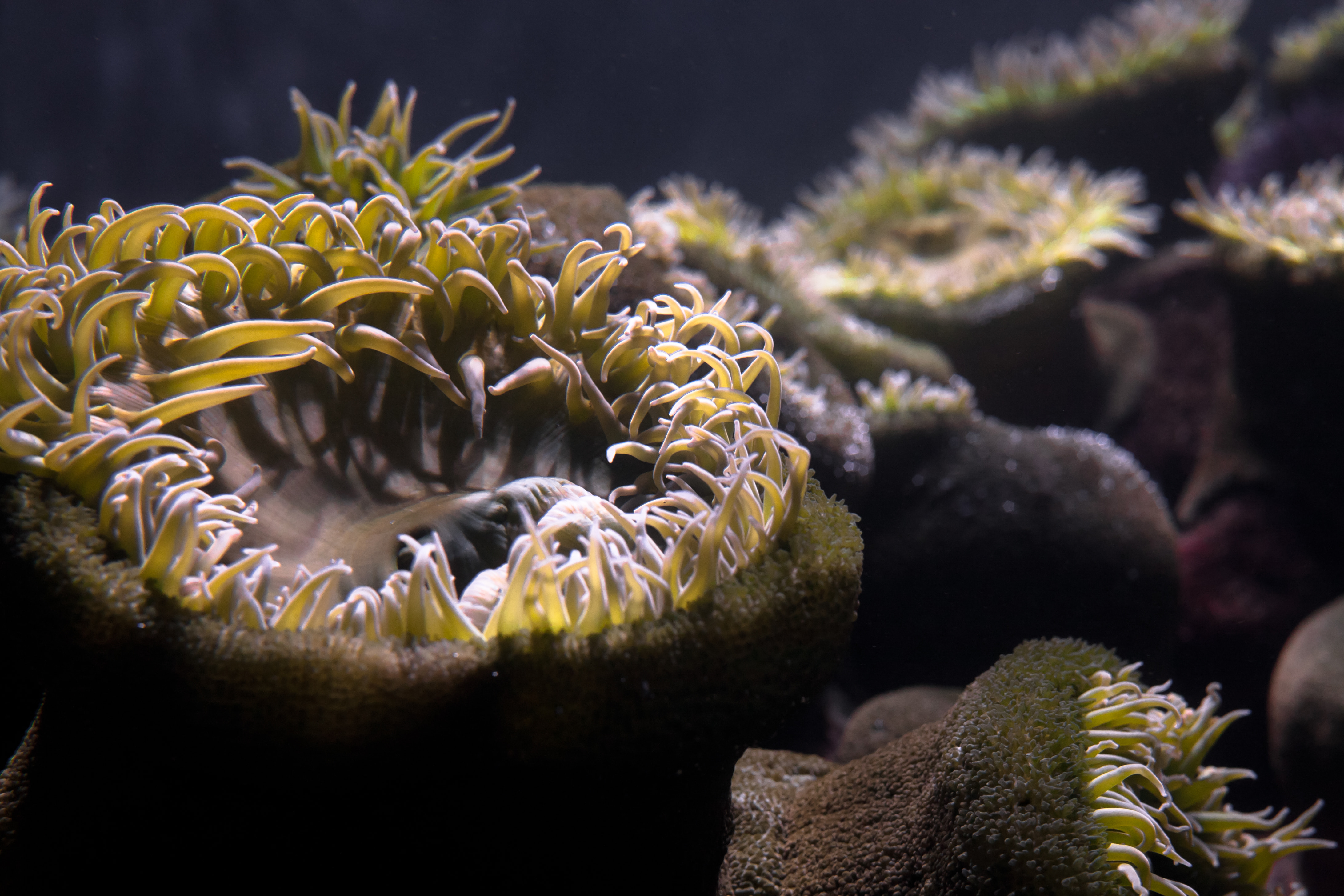 Anemones