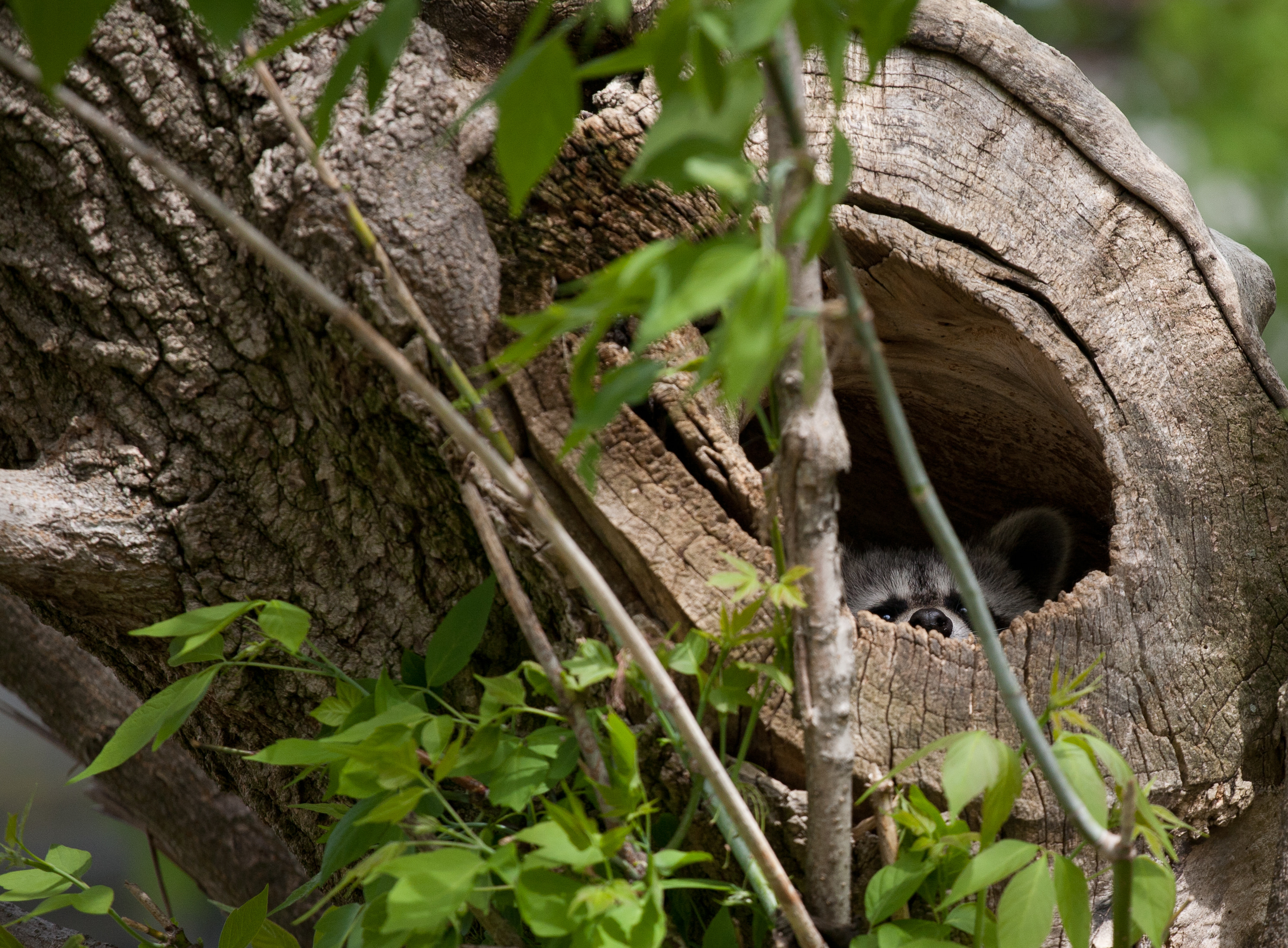 Backyard visitor 2011