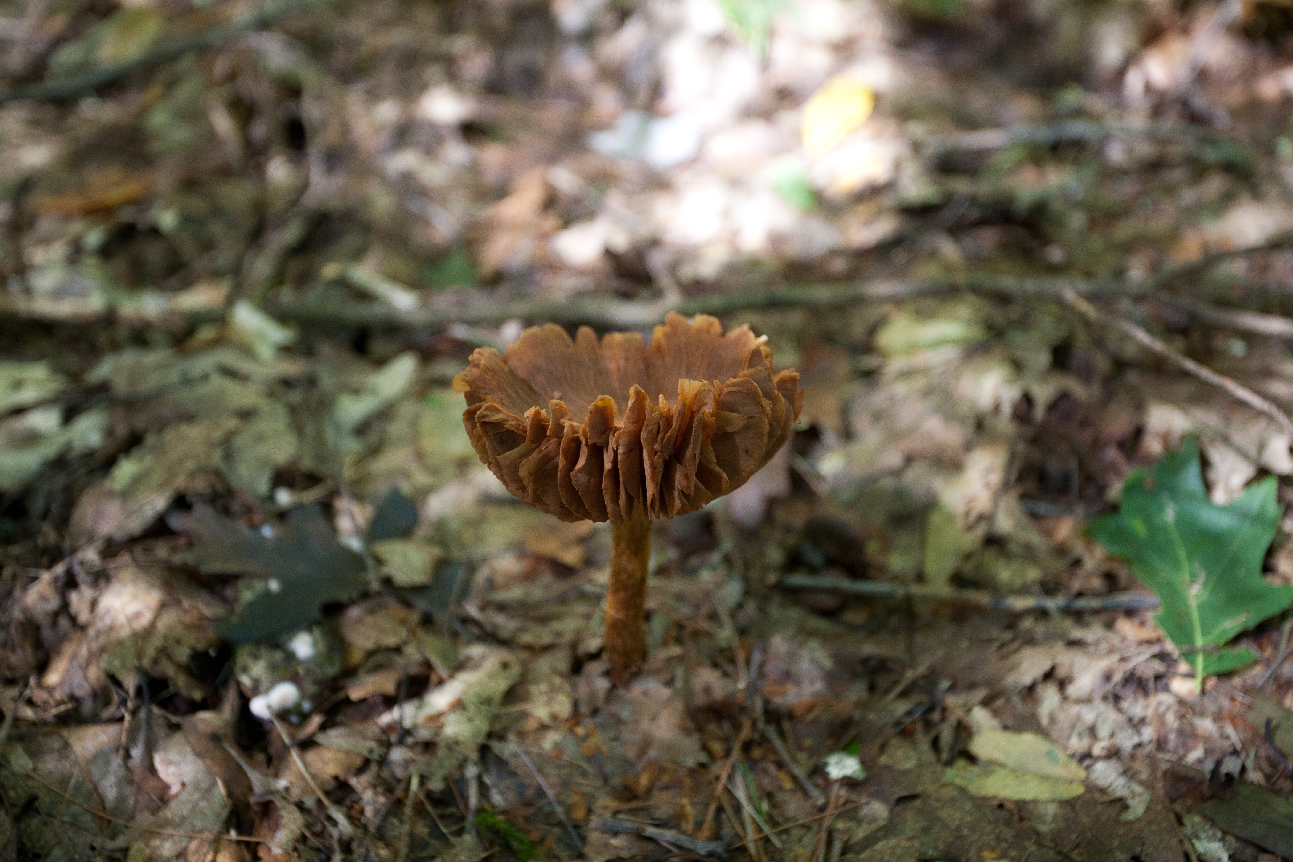 Forest mushroom