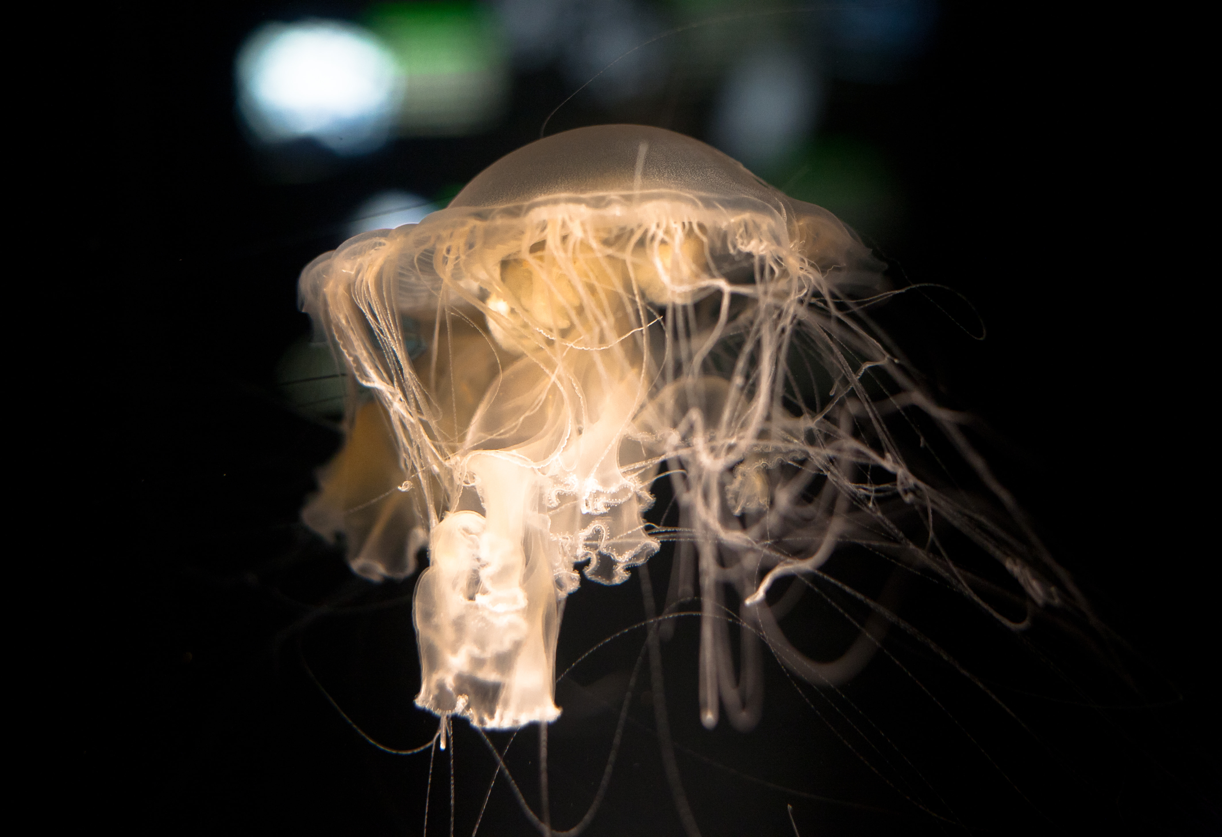 Jellyfish