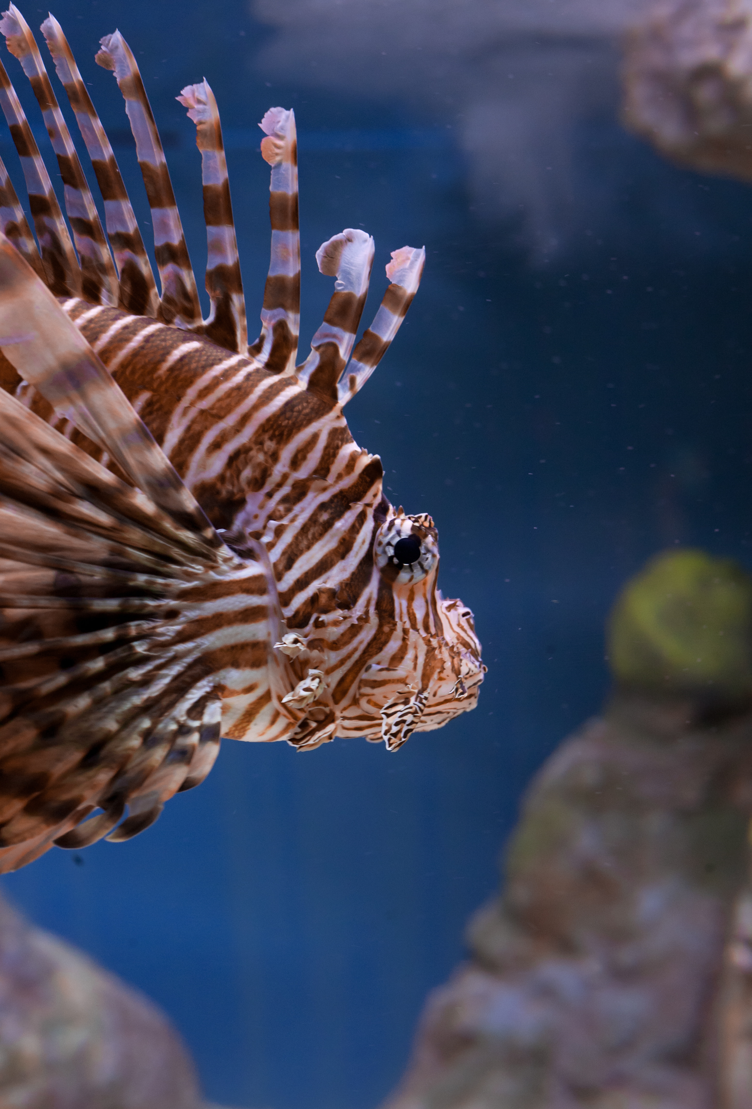 Lionfish