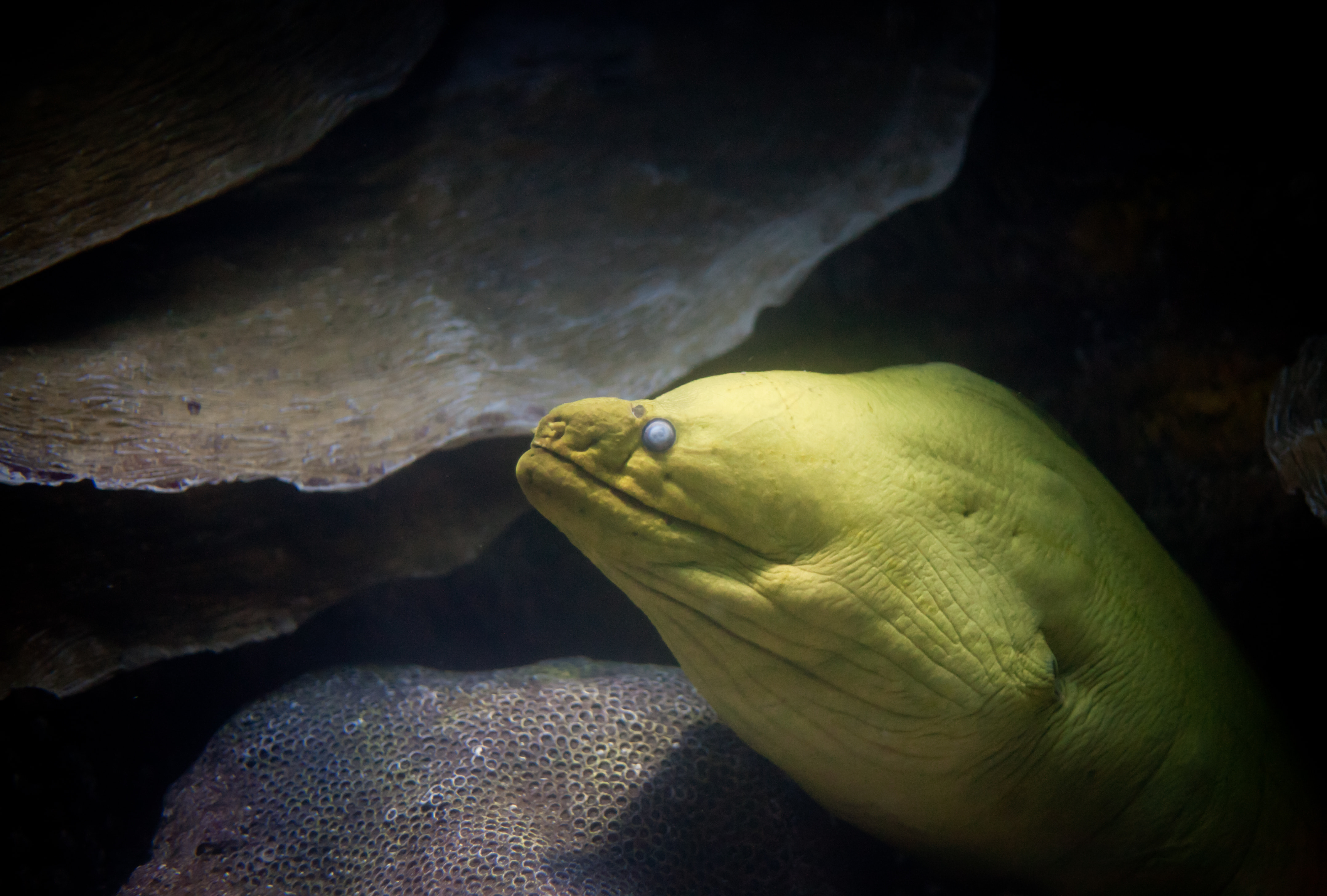 Moray eel
