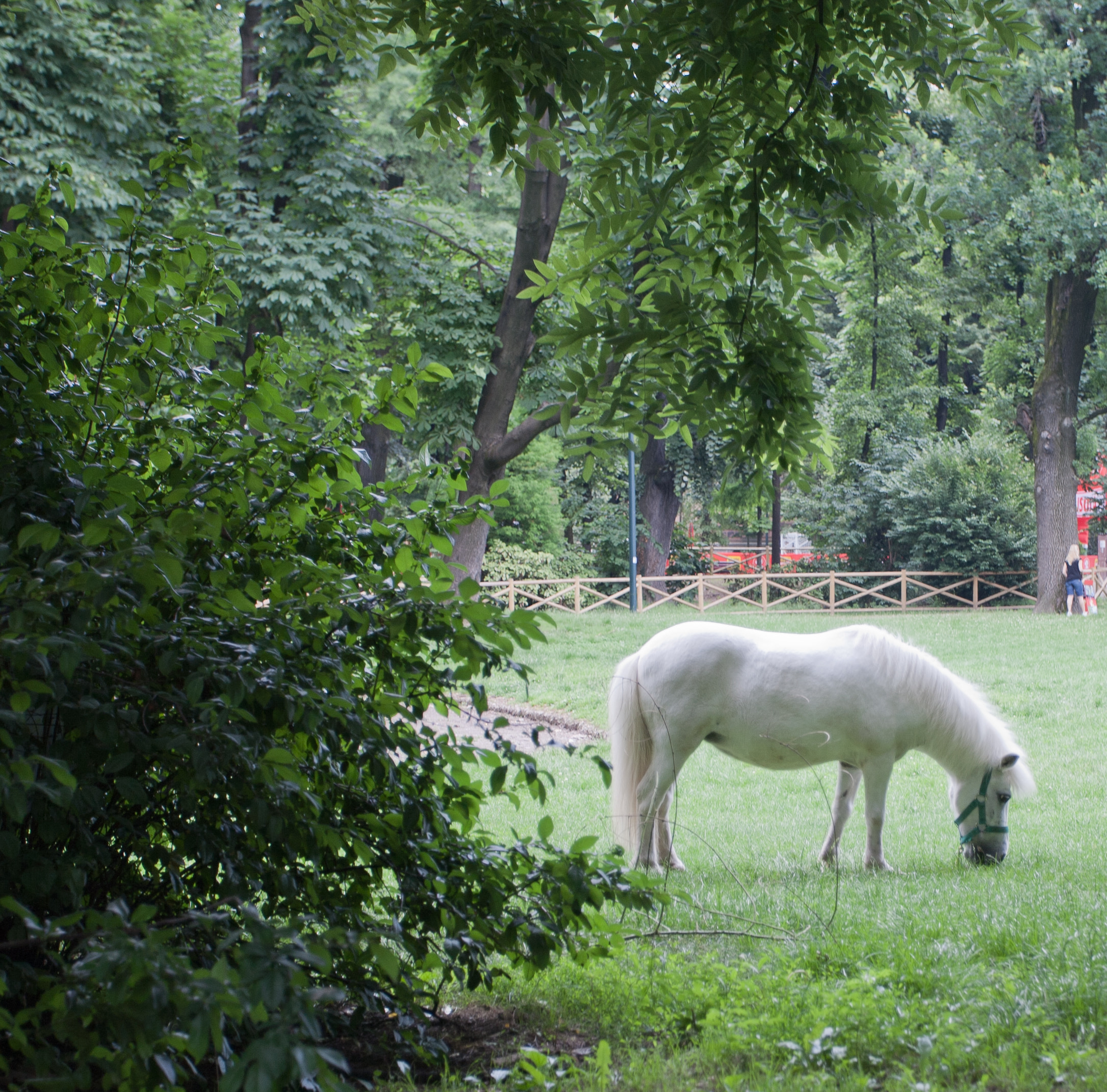 Pony in Giardini Pubblici