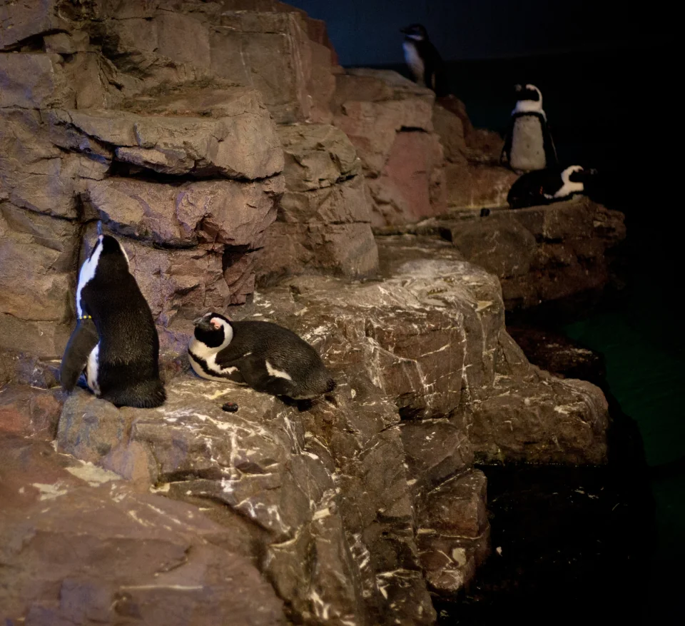 African penguins