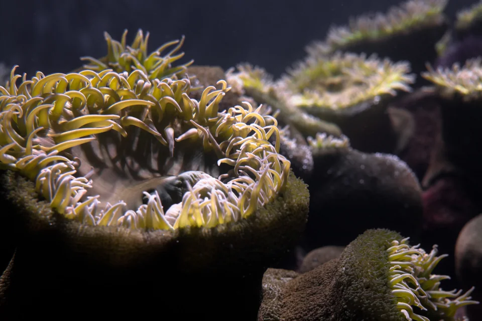 Anemones