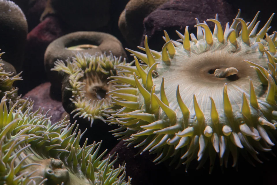 Anemones