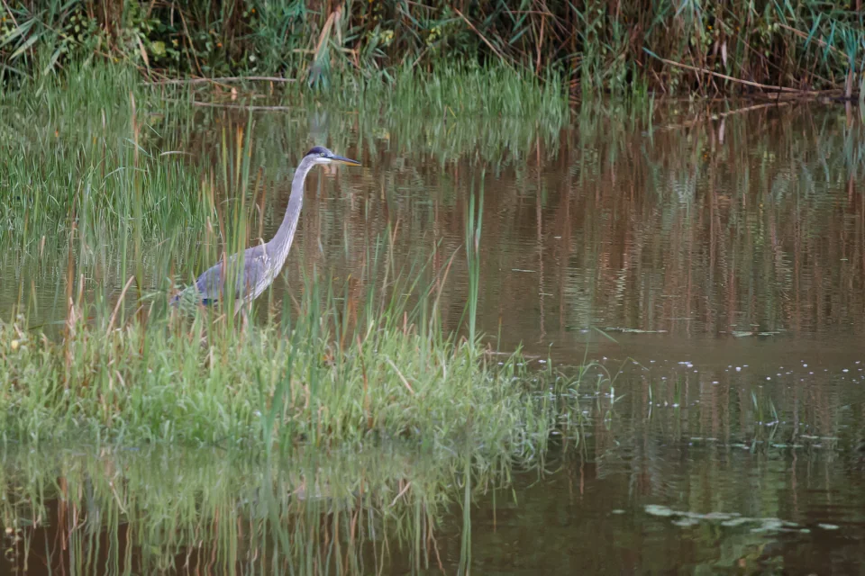 Great Blue Heron