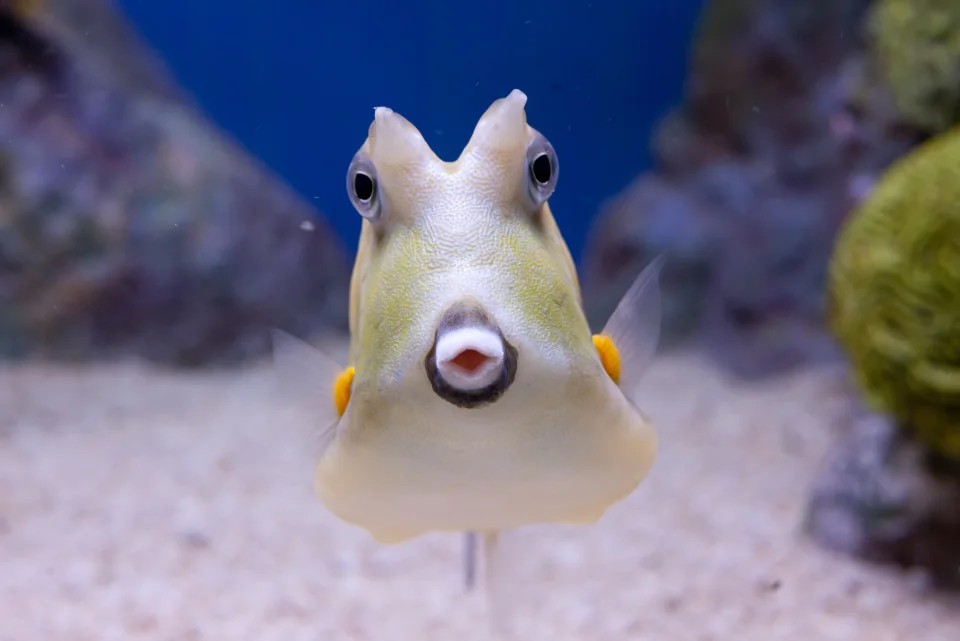 Hello fish